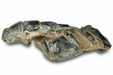 Fossil Mud Lobster (Thalassina) - Gunn Poin, Australia #307767-1